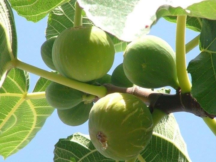 Cicirata Sea Beach - Sicilia Vacanza Avola Εξωτερικό φωτογραφία